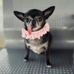 Primeira ração do nosso futuro Chihuahua